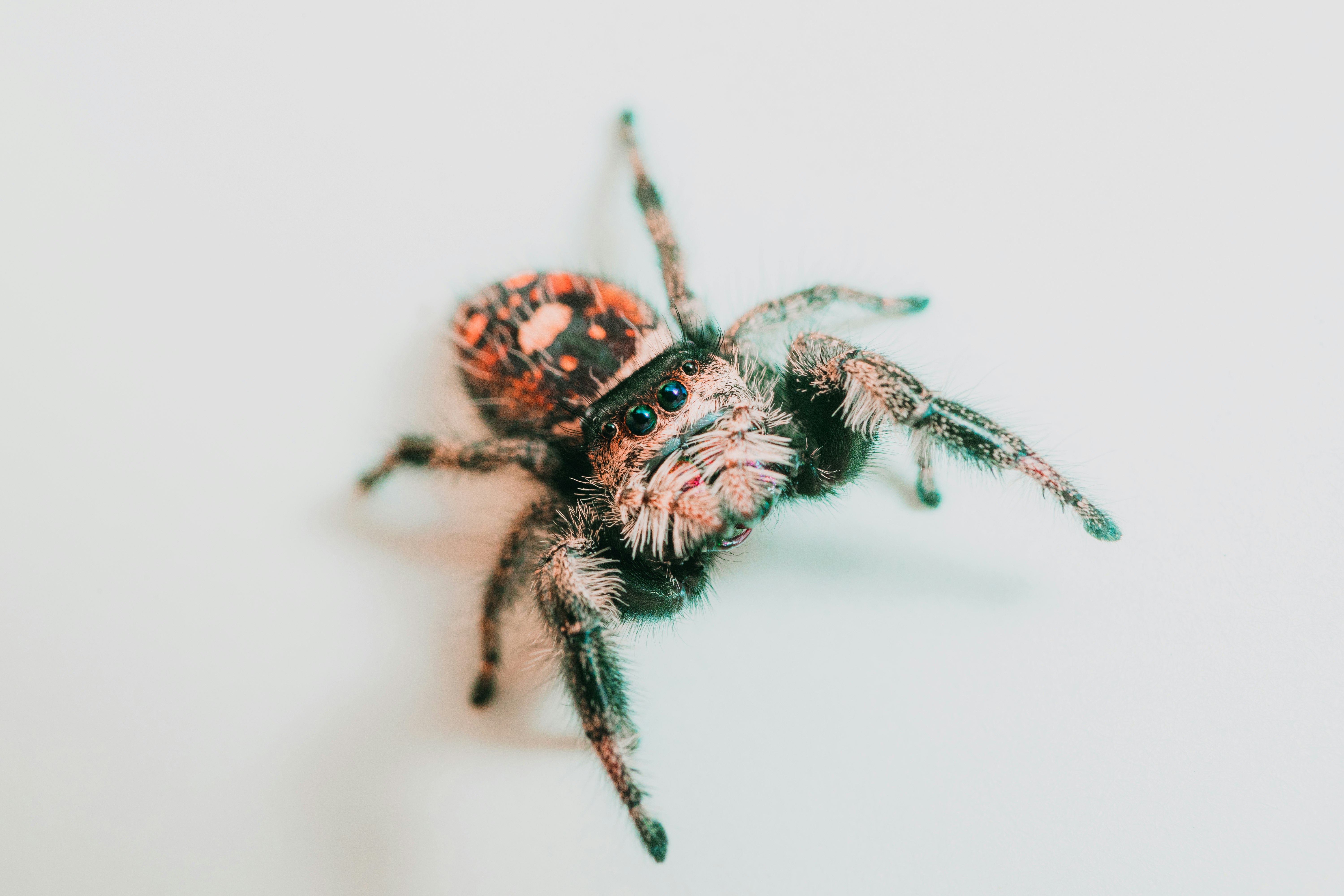 brown and black spider on white surface